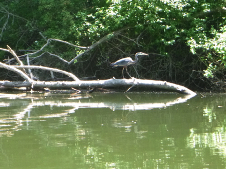 Great blue heron standing on log – river has a variety of birds to see